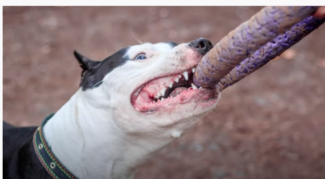 PRIVATE FUNDING OF ELECTIONS: How Real American Grassroots Activism Is Being Attacked By Political Pit Bulls